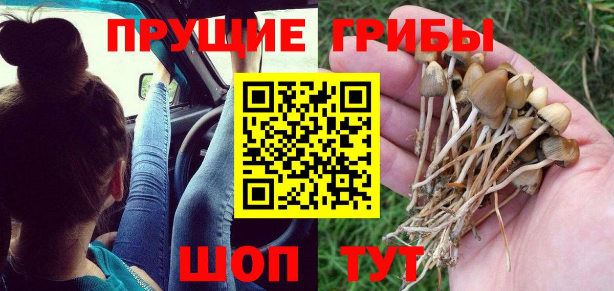 Галлюциногенные грибы GOLDEN TEACHER  Вход с VPN  Боровичи  Псилоцибиновые грибы GOLDEN TEACHER 